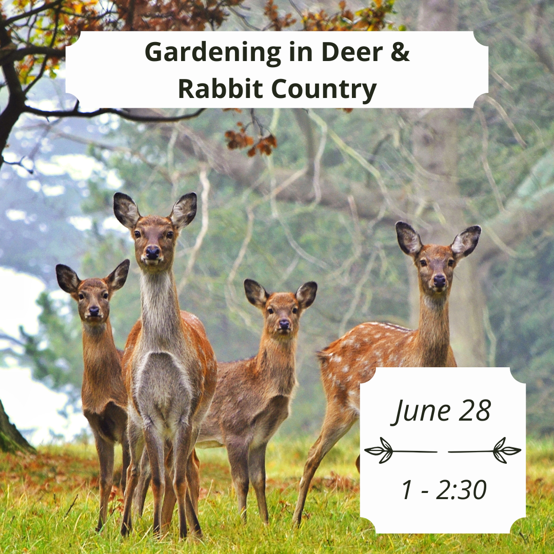 Deer in garden